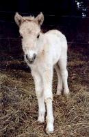 The Fjord Horse