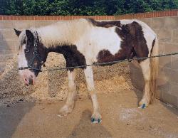 Bob the Cob