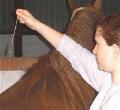 Equine Reiki