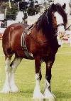 The Clydesdale