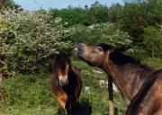 Exmoor Ponies