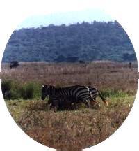 Plains zebras photograhed by Victoria Kind in Africa