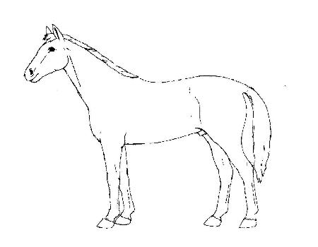 horse