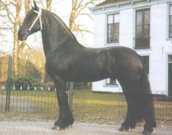 The Friesian Horse