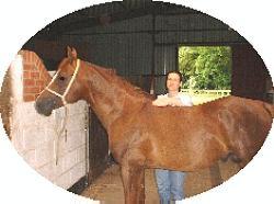 Arab Staliion Belesaami enjoying a Reiki treatment