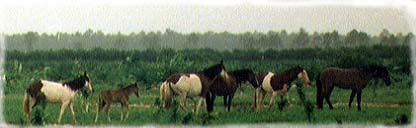 photo of horses