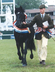 Village Defender of Kilmannan Stud