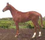 Aragon of Oros L Stud