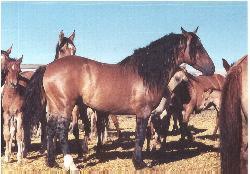 The Sulphur Springs Mustang