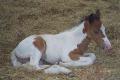 Seafoam, registered Chincoteague pony colt