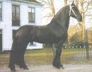 The Friesian Horse