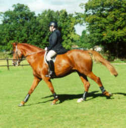 John and Ryan preparing for their first dressage test