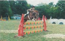 The New Forest Pony