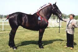 The Percheron