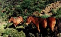 Skyros ponies in their natural habitat.