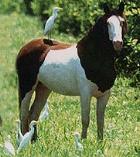 Abaco Wild Horses