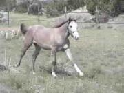 Irish Sport Horses