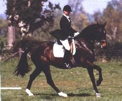 Welsh Part Bred Horse    "Kentchurch Masquerade"